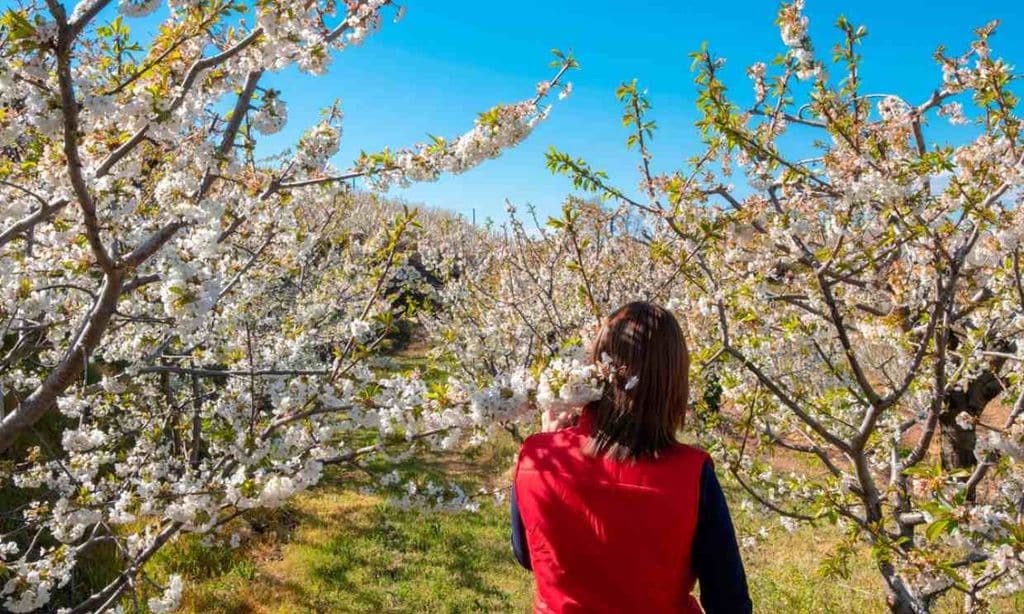 Fundão, el Jerte portugués que estalla en flor en primavera