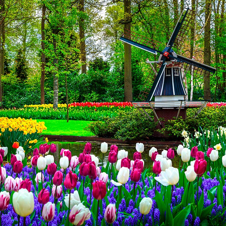 Los mejores festivales de flores de Europa (y uno más allá)