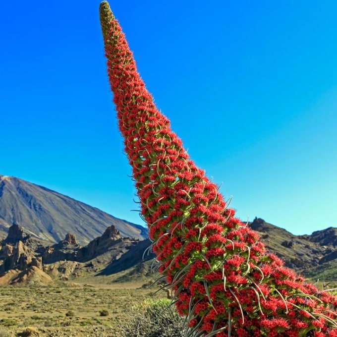 Florece el tajinaste, El Teide se viste de rojo