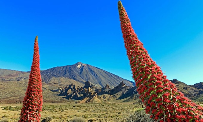 El Parque Nacional del Teide en Tenerife es un espectáculo durante los meses de mayo y junio gracias a la floración del tajinaste