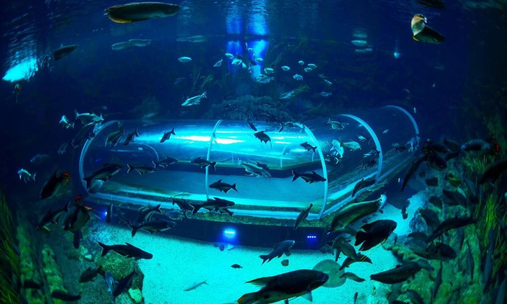 Experiencias submarinas en los acuarios más espectaculares de España