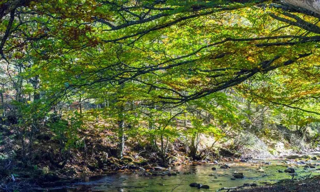 Cómo visitar el hayedo de Montejo, un bosque para rematar la primavera