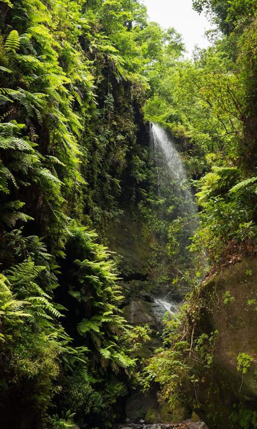 Espectacular cascada en el bosque de Los Tilos, en La Palma, una isla que apuesta firmemente por la conservación del medio natural y la sostenibilidad.