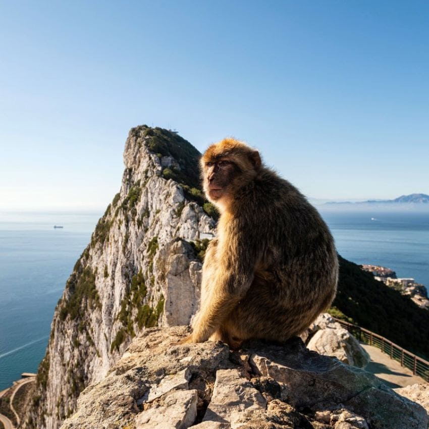El Peñón es el único lugar de toda Europa donde se pueden ver monos en libertad.