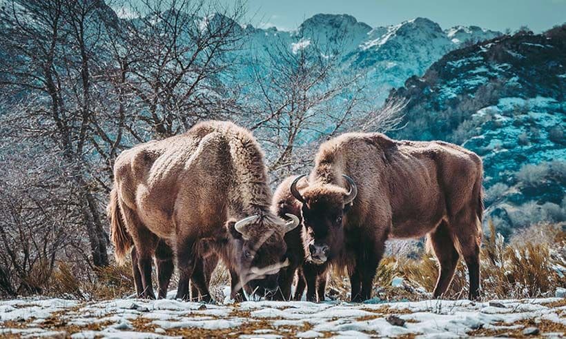 Safari por la montaña de Riaño en busca del bisonte europeo