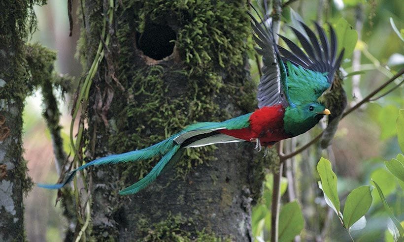 En busca del quetzal por Costa Rica
