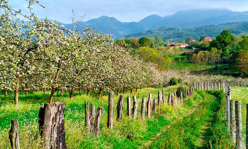 Asturias estalla en flor esta primavera