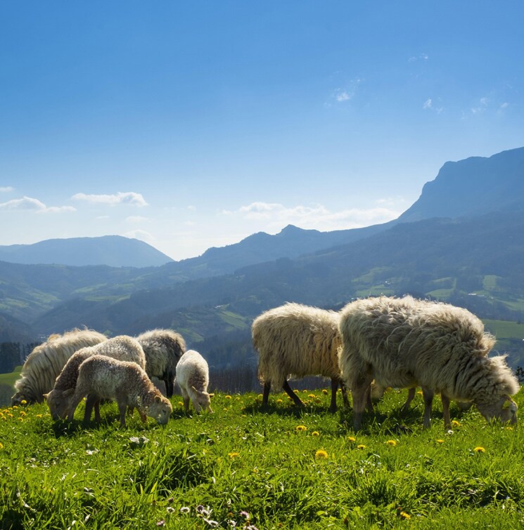 Entre ovejas latxas y tirolinas por los Pirineos navarros