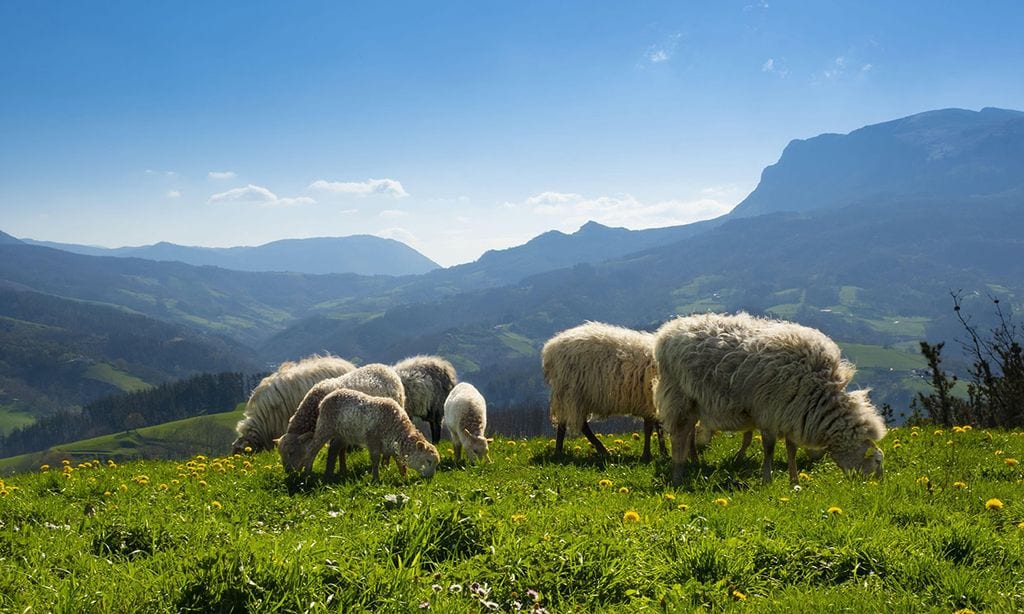 Ovejas, Pirineo Atlántico, Navarra