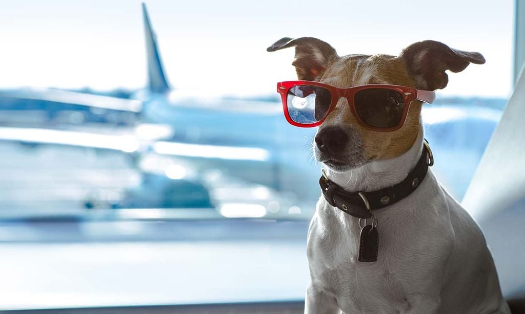 Consejos para viajar en avión con perro