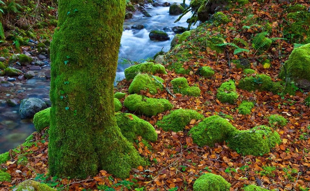 El hayedo encantado de Saja, el más bello de Cantabria