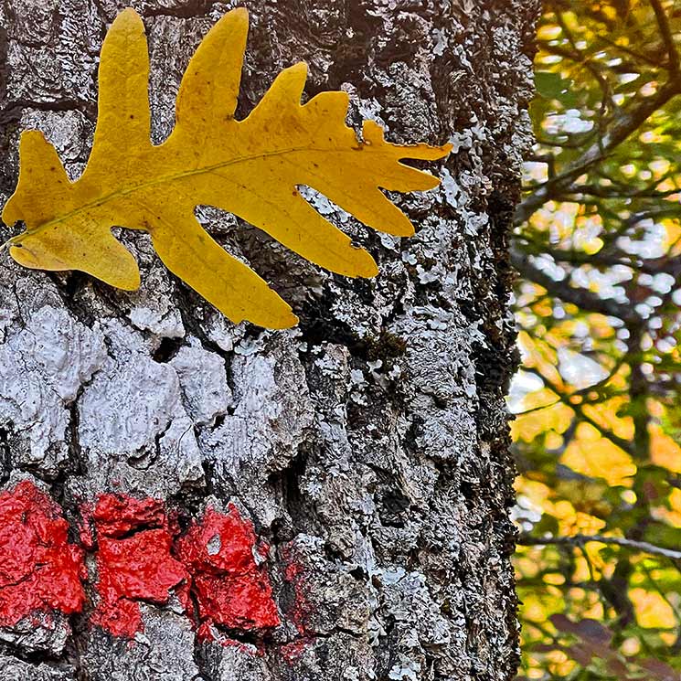 Sendas de otoño en Madrid: mucho más que el hayedo de Montejo