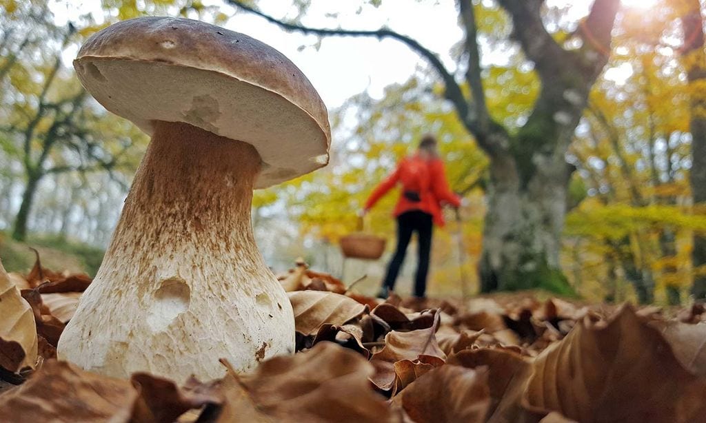 Los mejores bosques de España para coger setas esta temporada 2022