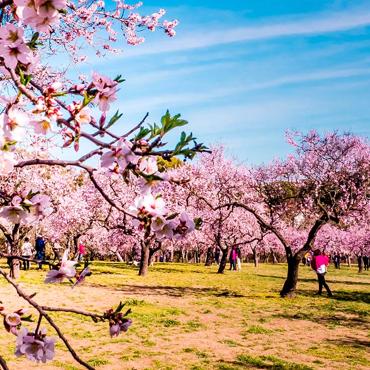 Dónde puedes ver este año los almendros en flor, el anticipo de la primavera