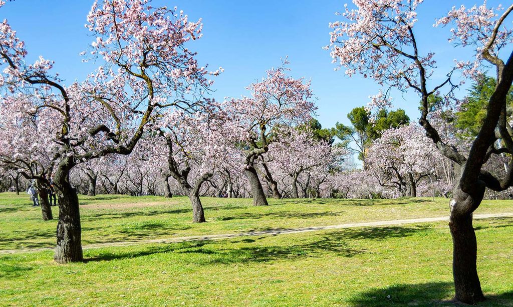 Quinta de los Molinos o el espectáculo de los almendros en flor en Madrid