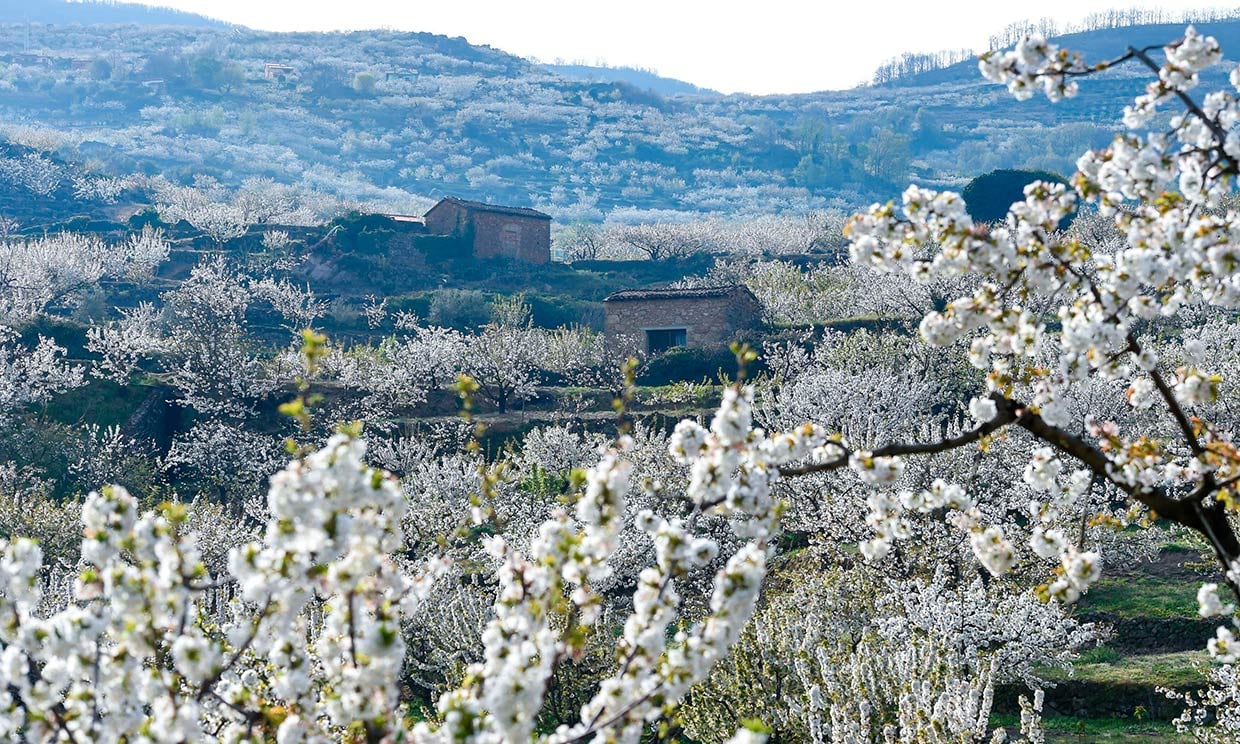 Floración en el Valle del Jerte, Cáceres