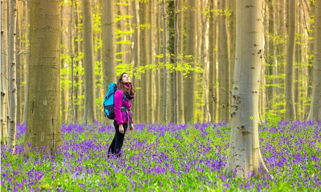 Los bosques más bellos del mundo, para celebrar su día