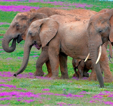 Los mejores destinos para hacer un safari en Sudáfrica:  Addo Elephant Park