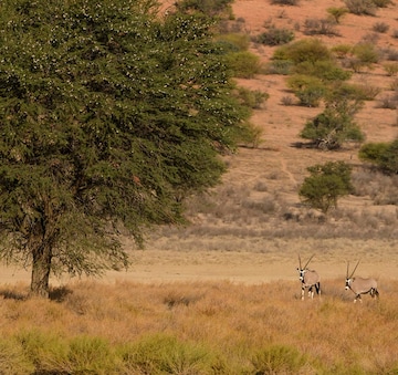 Los mejores destinos para hacer un safari en Sudáfrica: KGALAGADI PARK