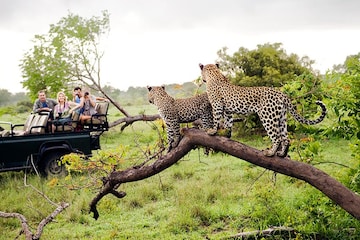 Los mejores destinos para hace un safari en Sudáfrica: Parque Nacional de Kruger