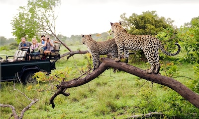 Los mejores destinos para hacer un safari en Sudáfrica