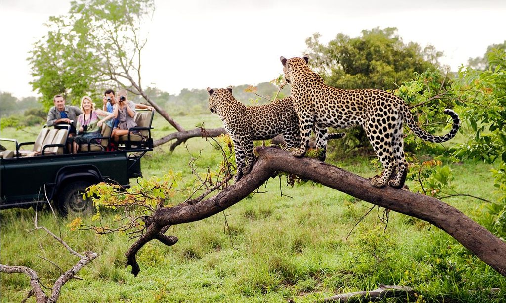 Los mejores destinos para hacer un safari en Sudáfrica