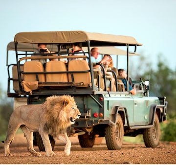 Los mejores destinos para hacer un safari en Sudáfrica: Madikwe Park
