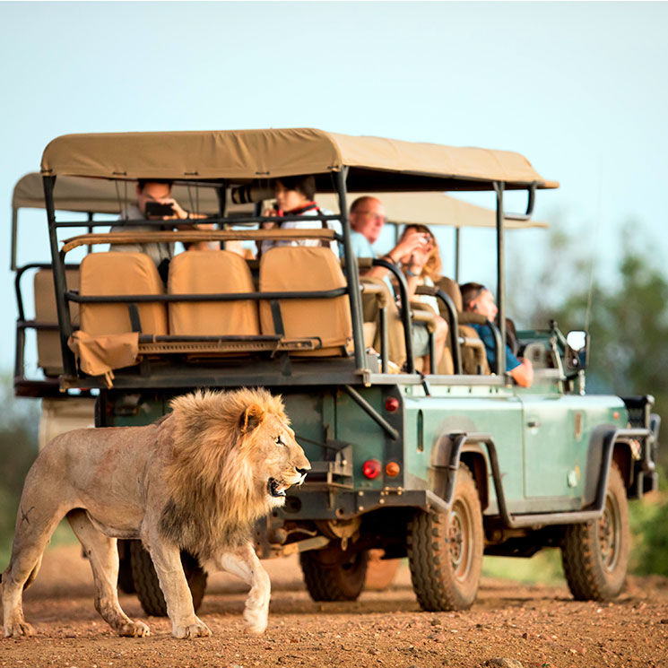 Los mejores destinos para hacer un safari en Sudáfrica