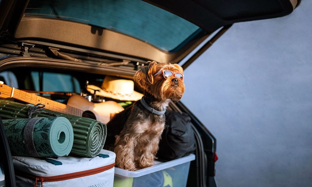 Todo lo que tienes que tener en cuenta si vas a viajar con tu perro este verano