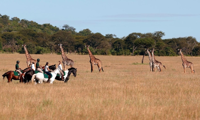 Cómo hacer una safari diferente en Tanzania: a caballo entre jirafas