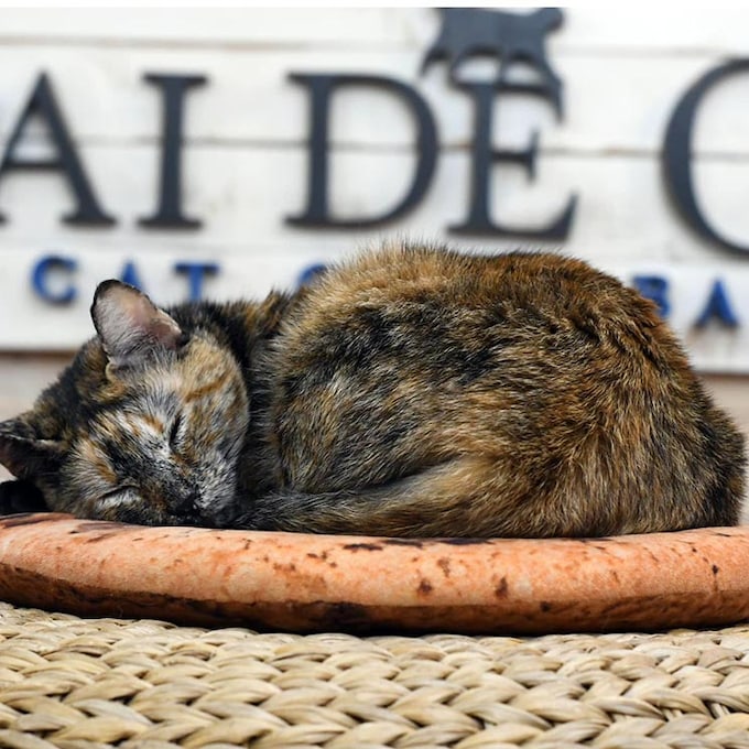 Día Internacional del Gato: 10 ‘cats cafés’ por España para amantes felinos