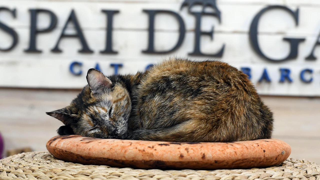 Día Internacional del Gato: 10 ‘cats cafés’ por España para amantes felinos