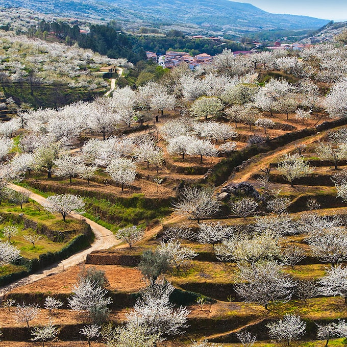 Semana Santa entre los cerezos en flor del Valle del Jerte 