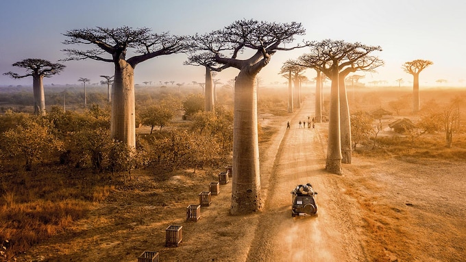 Libros para viajar, avenida de los baobabs en Madagascar