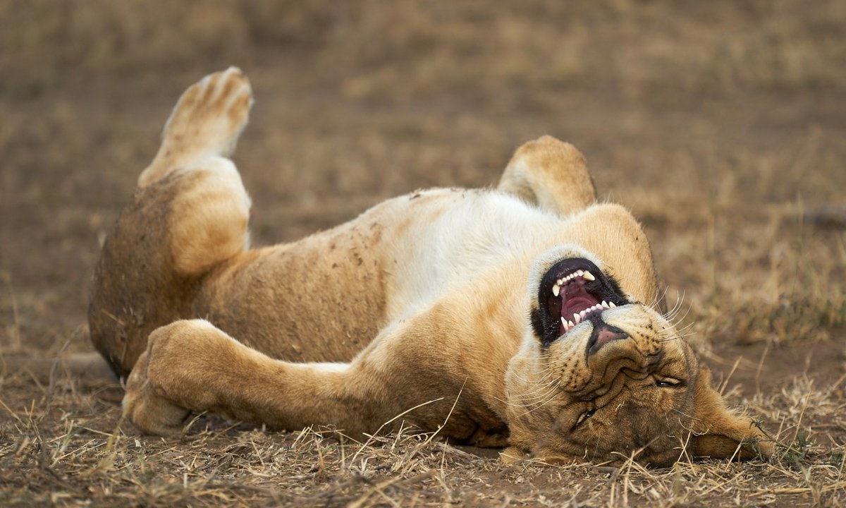 Un joven león en el Parque Nacional del Serengeti (Tanzania).