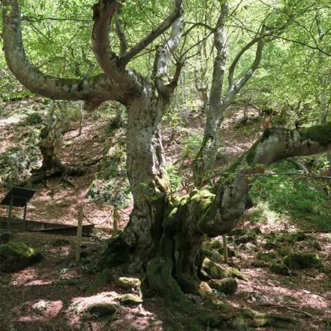 Bosque del Faedo de Ciñera de Gordón (León)