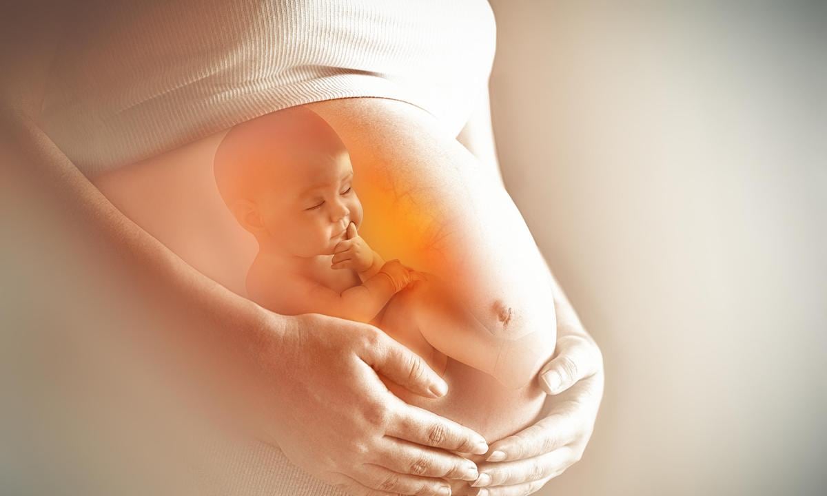 Imagen de feto dentro del vientre materno