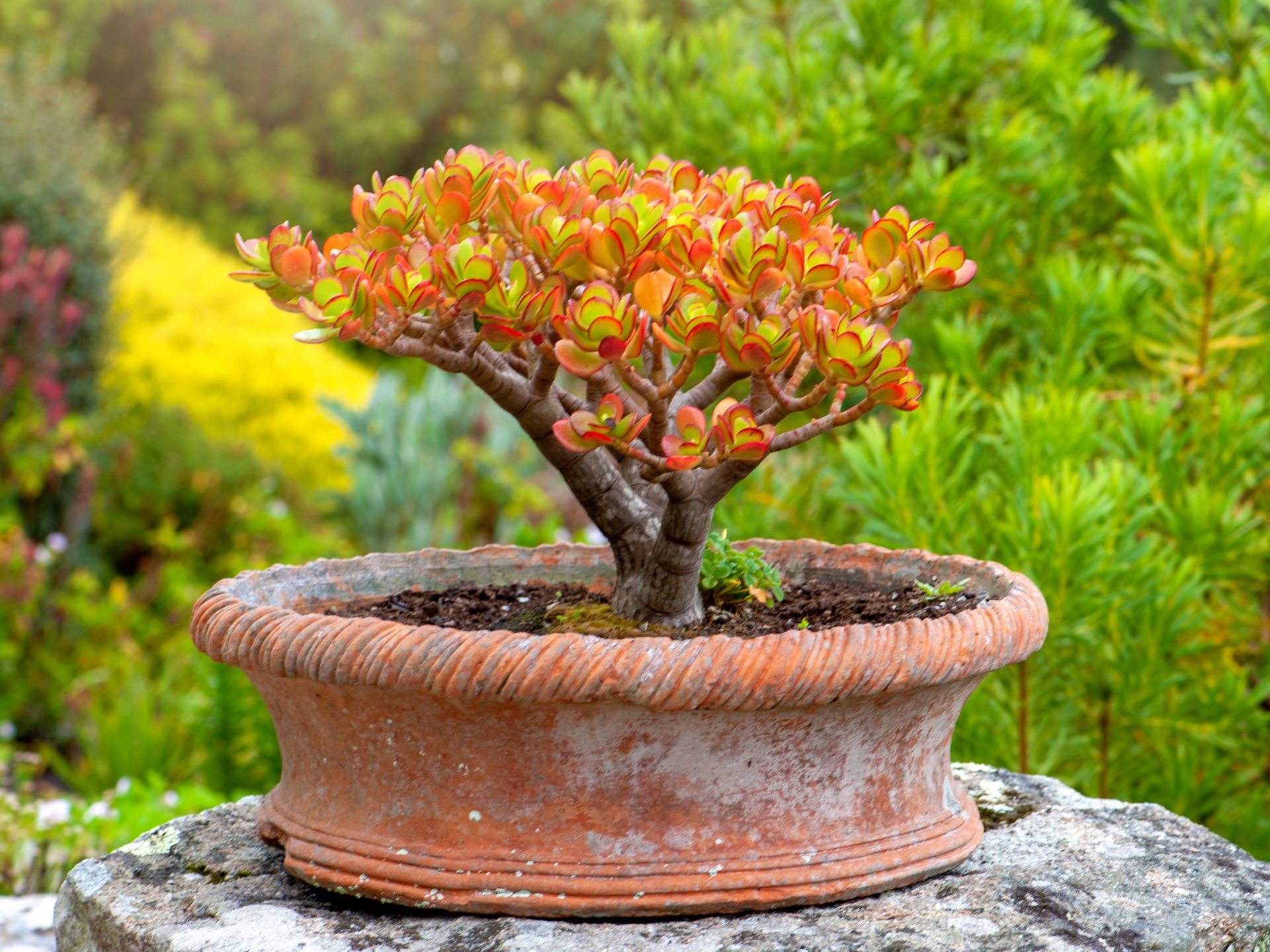 ecosystem plant Grande Ecosystem