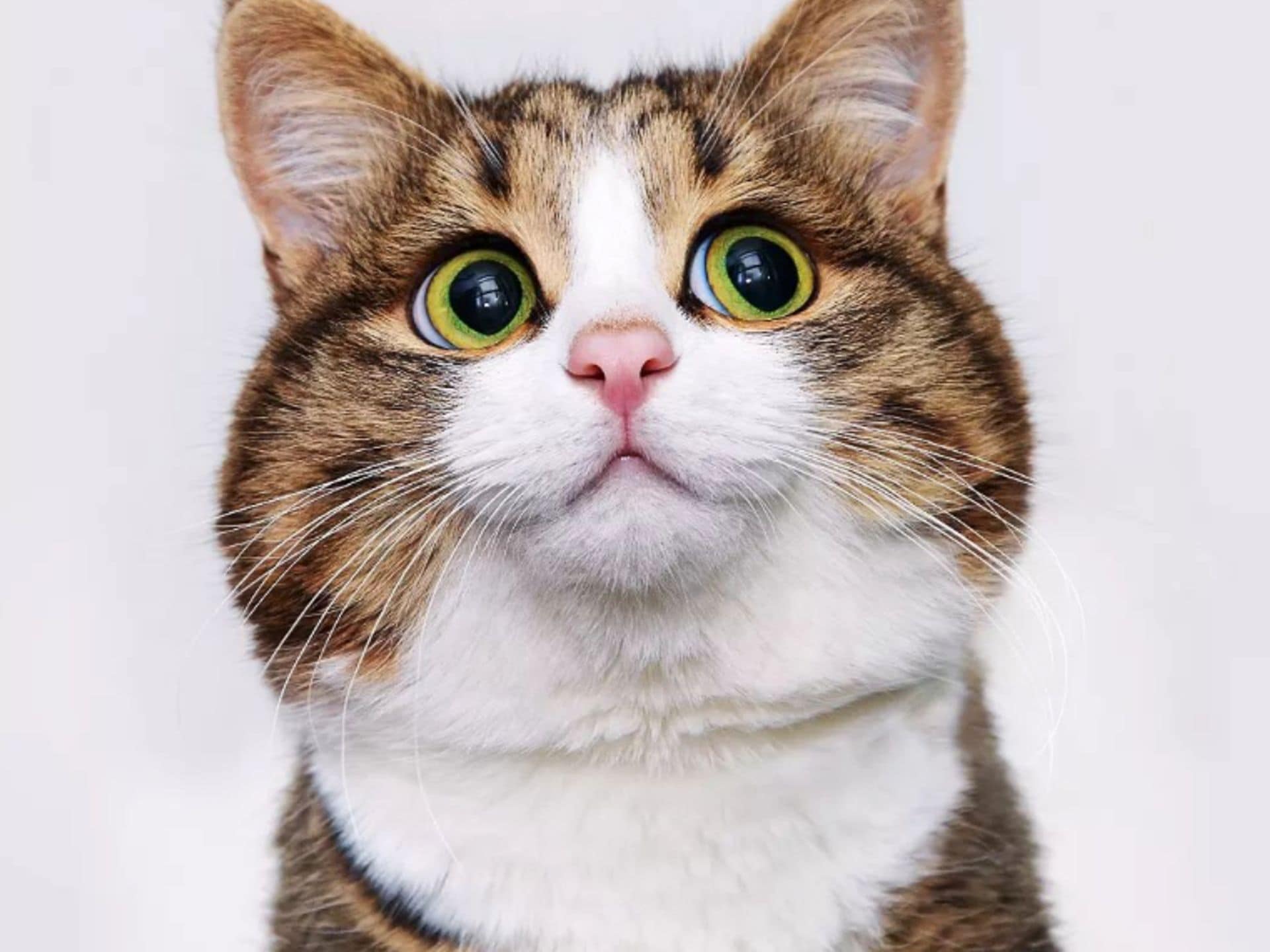 Pet of the week: Meet Rexie, the most expressive cat in the world