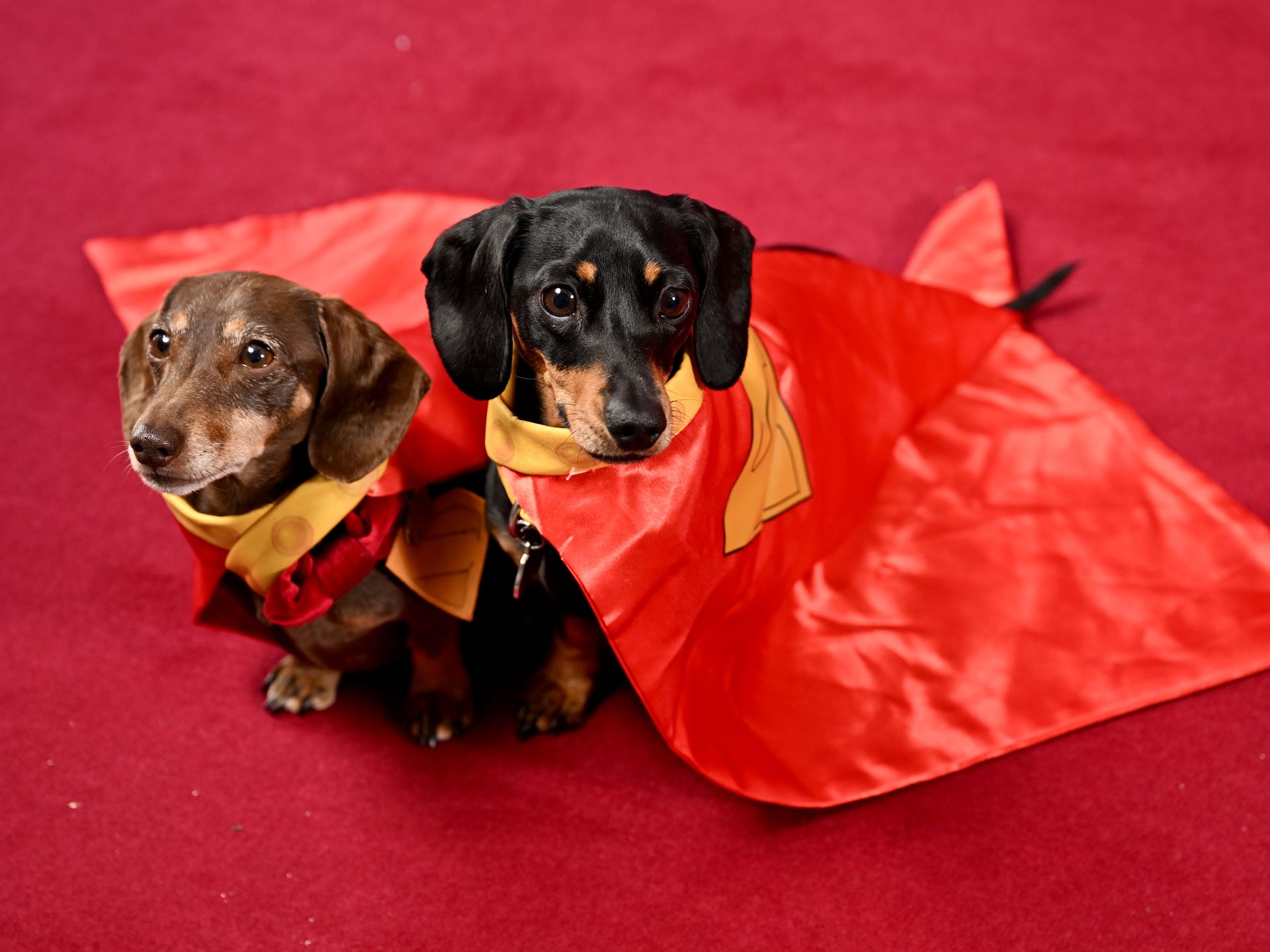 Dog adoption booms after 'Superman' release — Here's why!