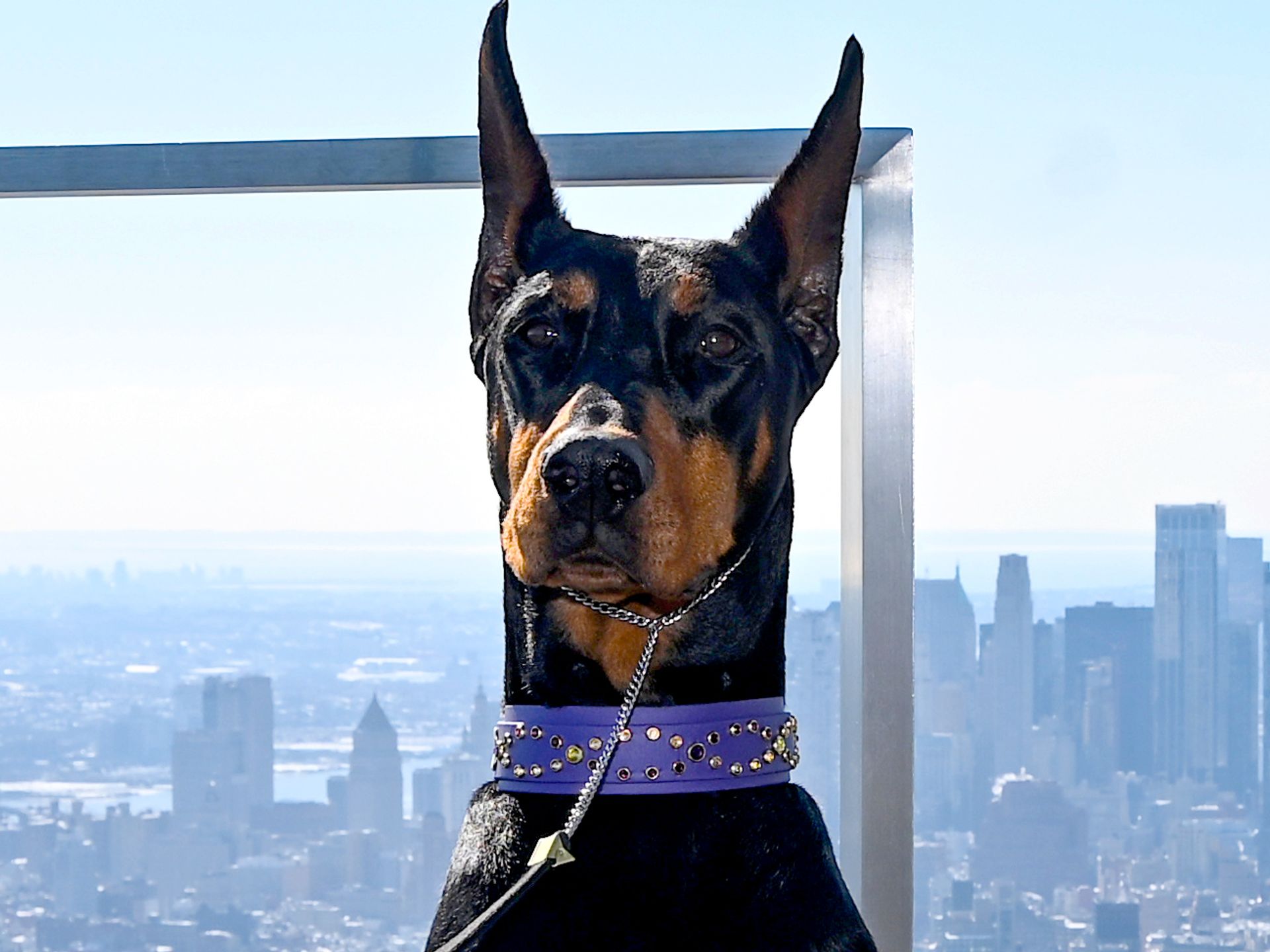 Penny the Doberman looks ahead to her mom life after winning Best
