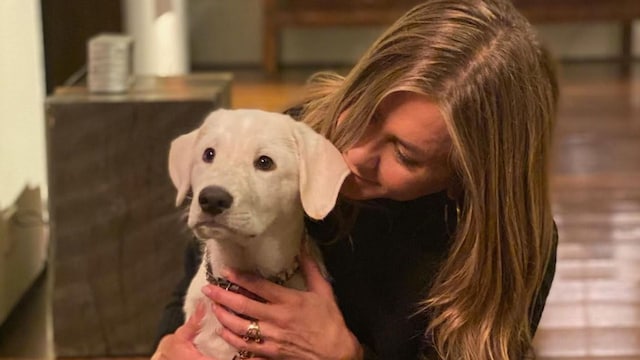 jennifer aniston dogs