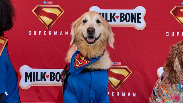 Dozens of adorable pups hit the red carpet for 'Superman' movie night
