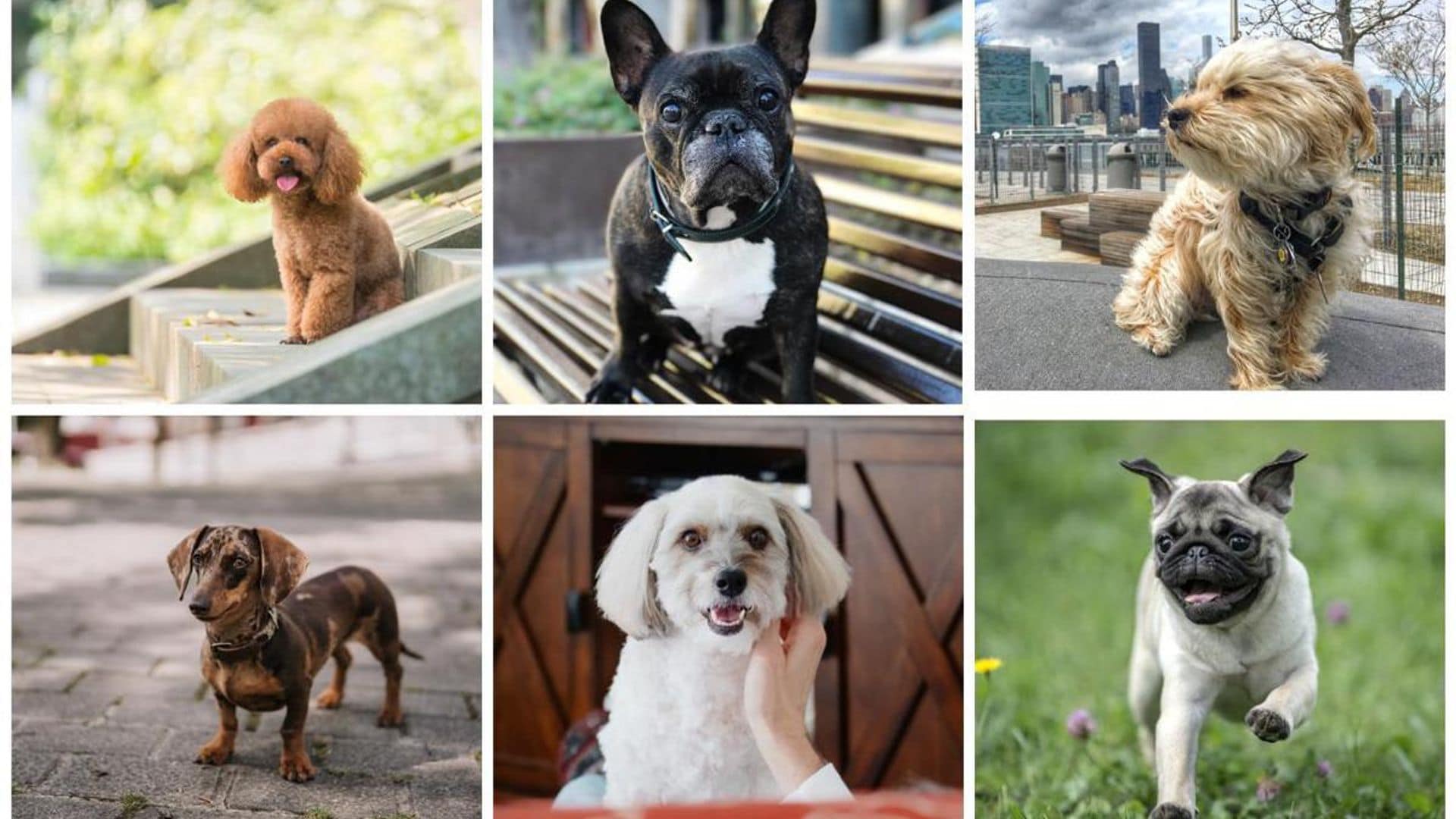 Eight dog breeds that make great city pets