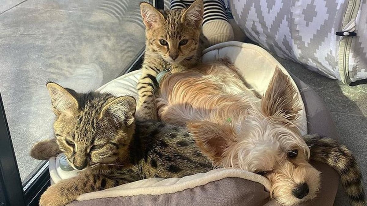 Justin Bieber's exotic furry cat friends are the cutest around(02)