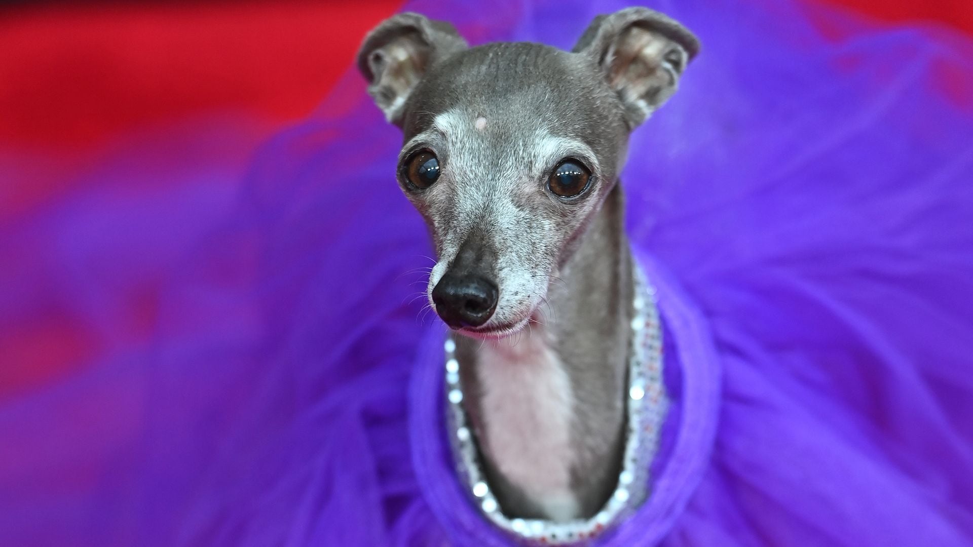 Pet of the week: Remembering Tika, the fashionista greyhound who stole hearts and runways