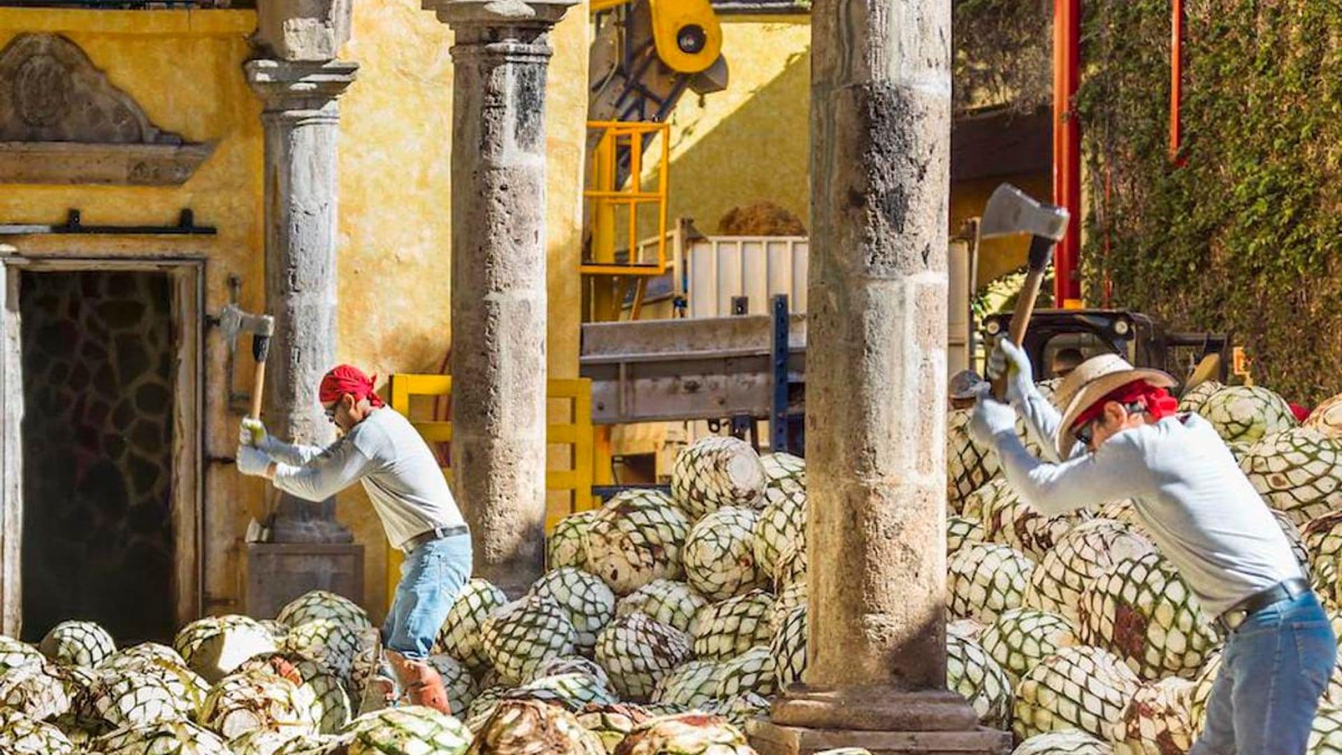Discover the spirit of Mexico: visiting Tequila, Jalisco