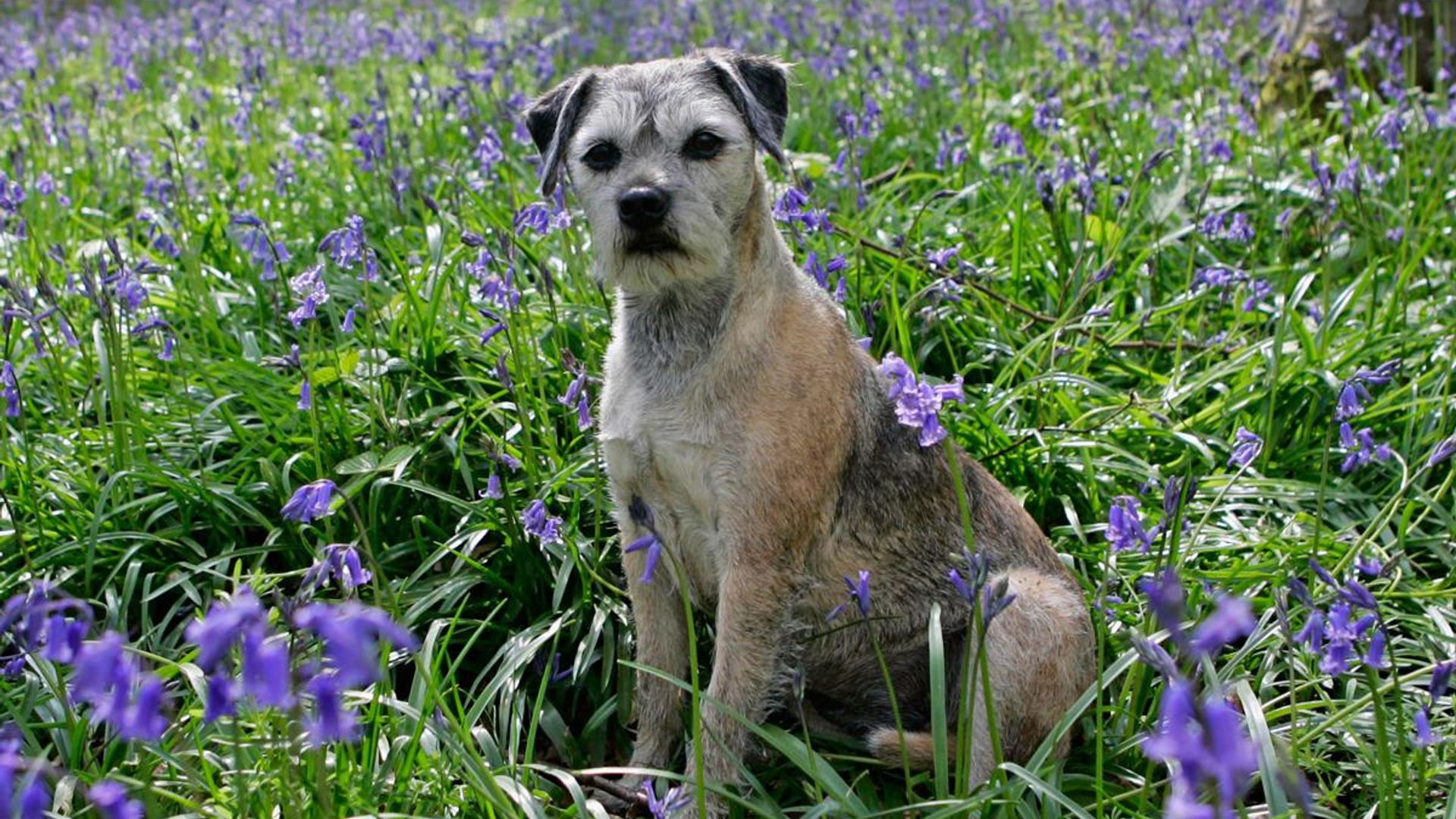 Dog behavior: Why your dog is eating grass and what to do about it