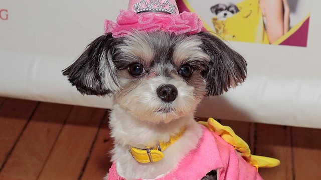 Andi Dorfman Celebrates Tinkerbelle The Dog's Birthday