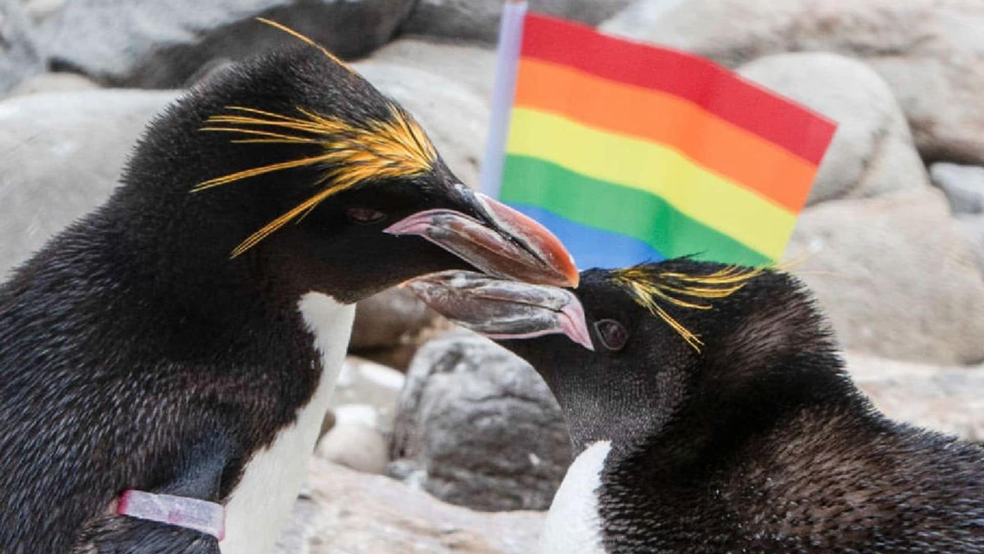 These adorable gay penguins celebrate Pride Month at Welsh zoo